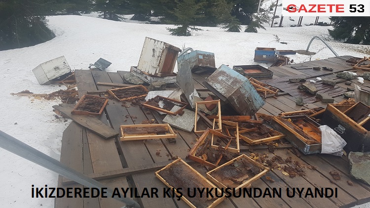 İKİZDEREDE AYILAR KIŞ UYKUSUNDAN UYANDI