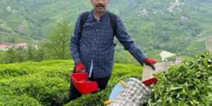 zel sektör üreticiden düşük fiyata yaş çay satın almayı sürdürüyor.