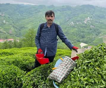 zel sektör üreticiden düşük fiyata yaş çay satın almayı sürdürüyor.