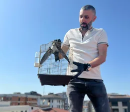 Rize’li Vatandaş İstanbul’da Ebabil Kuşunu Kurtardı